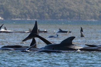 Balene spiaggiate a Macquarie, Australia