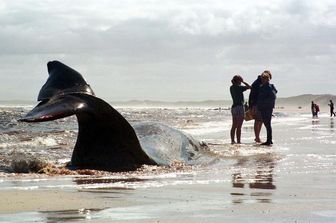 Strage balene