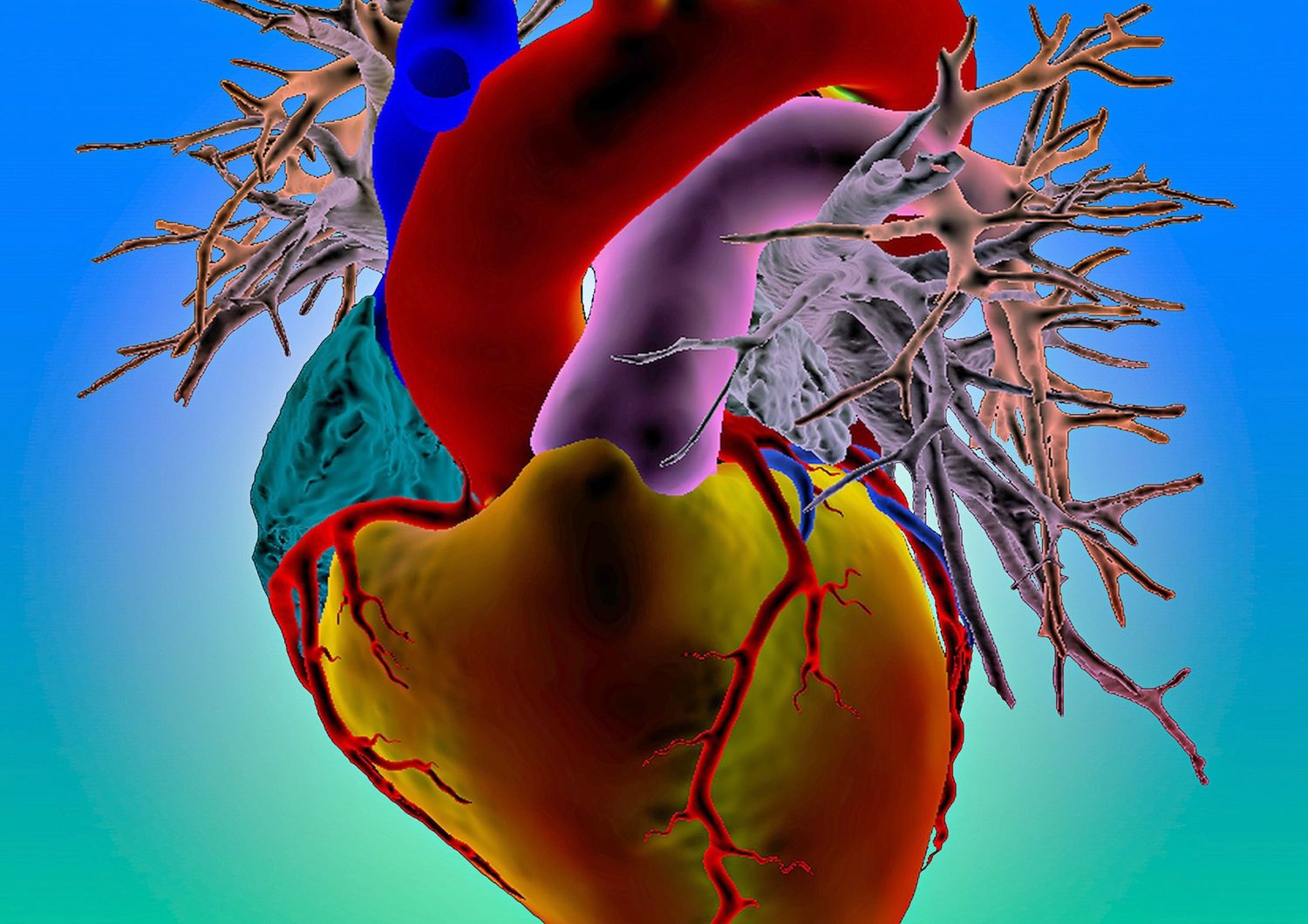 Cuore in 3D