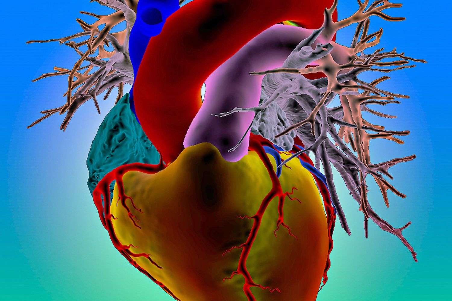 Cuore in 3D