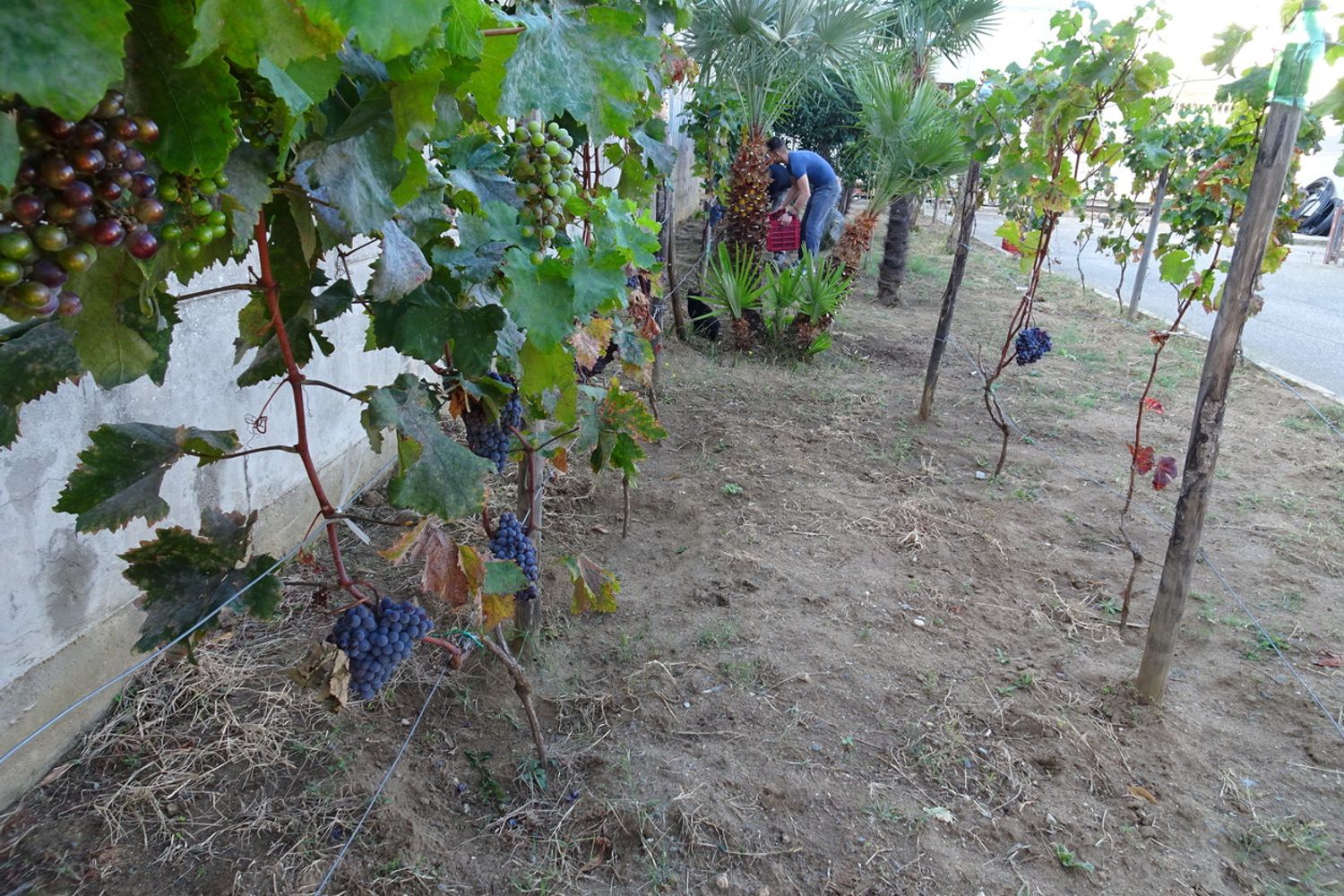 La vigna coltivata nel carcere di Catanzaro