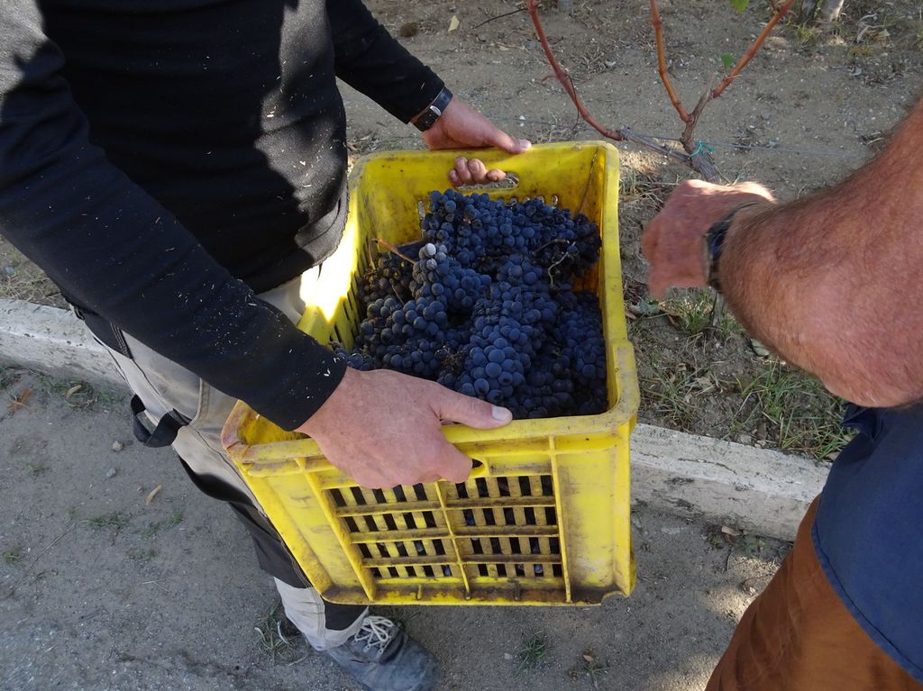 &nbsp;L'uva raccolta dai detenuti