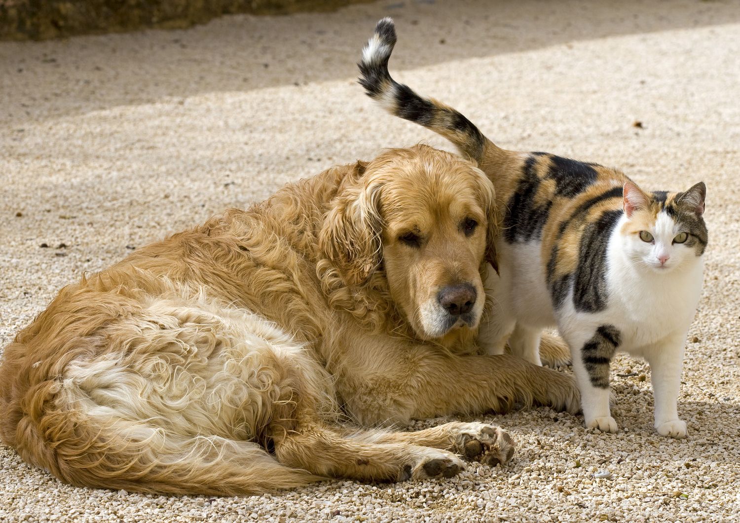 artrosi cani gatti test diagnostico