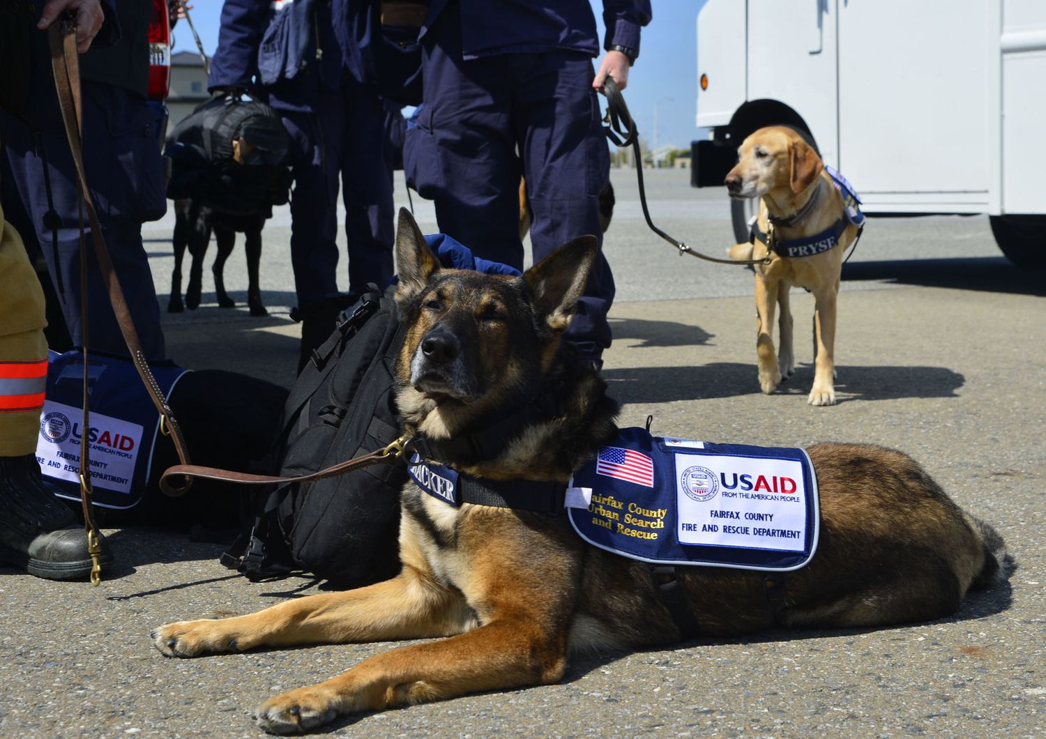 Cani soldato americani specializzati in operazioni di recupero&nbsp;