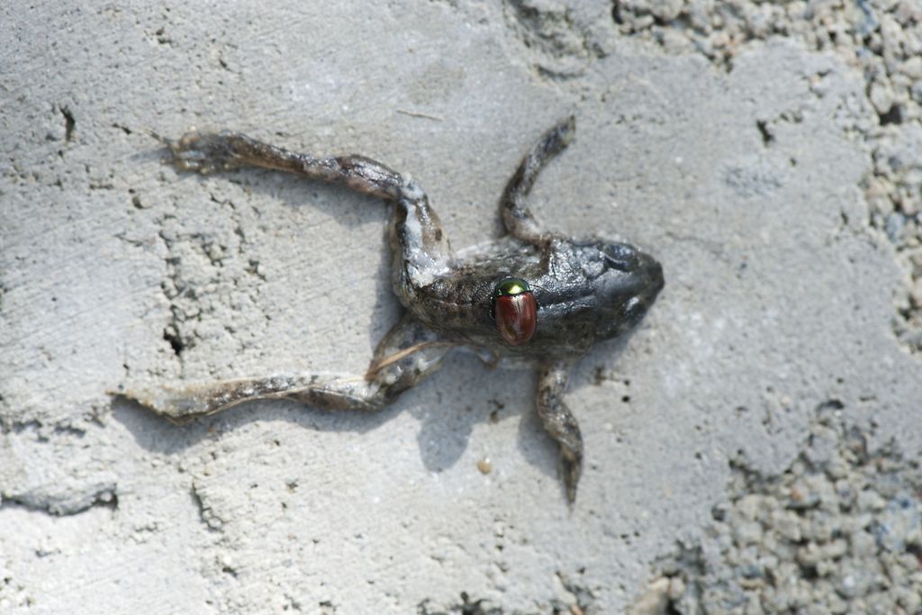 Uno scarabeo giapponese attacca una piccola rana