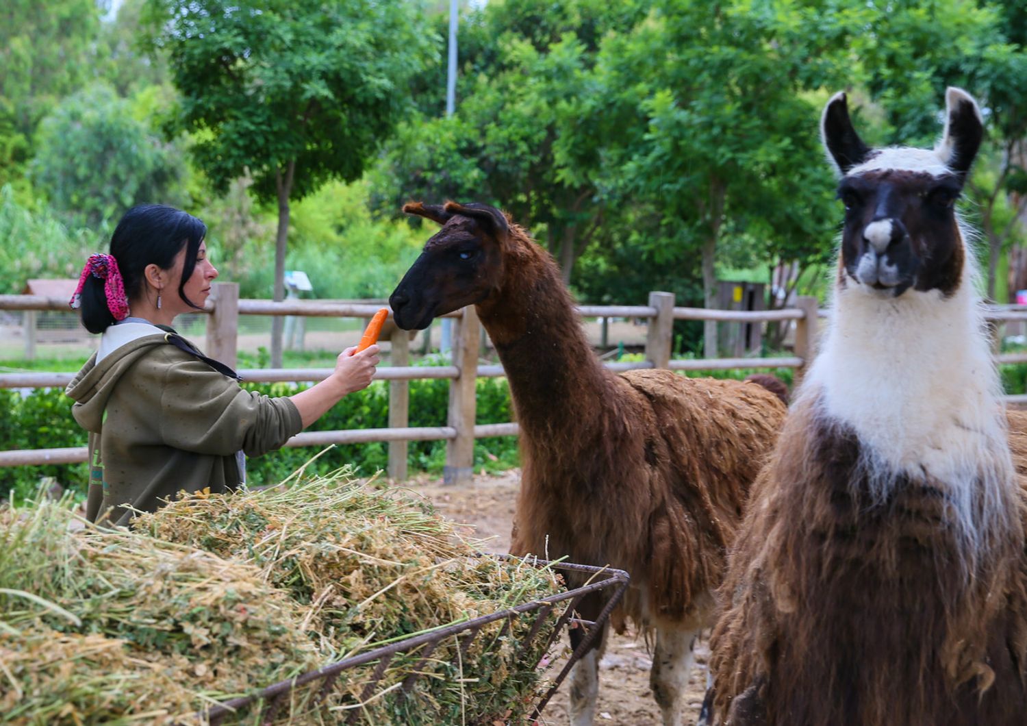 Lama