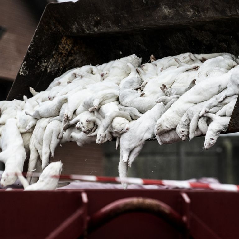 Visoni uccisi in Danimarca per impedire che siano vettori di una forma mutata del Covid