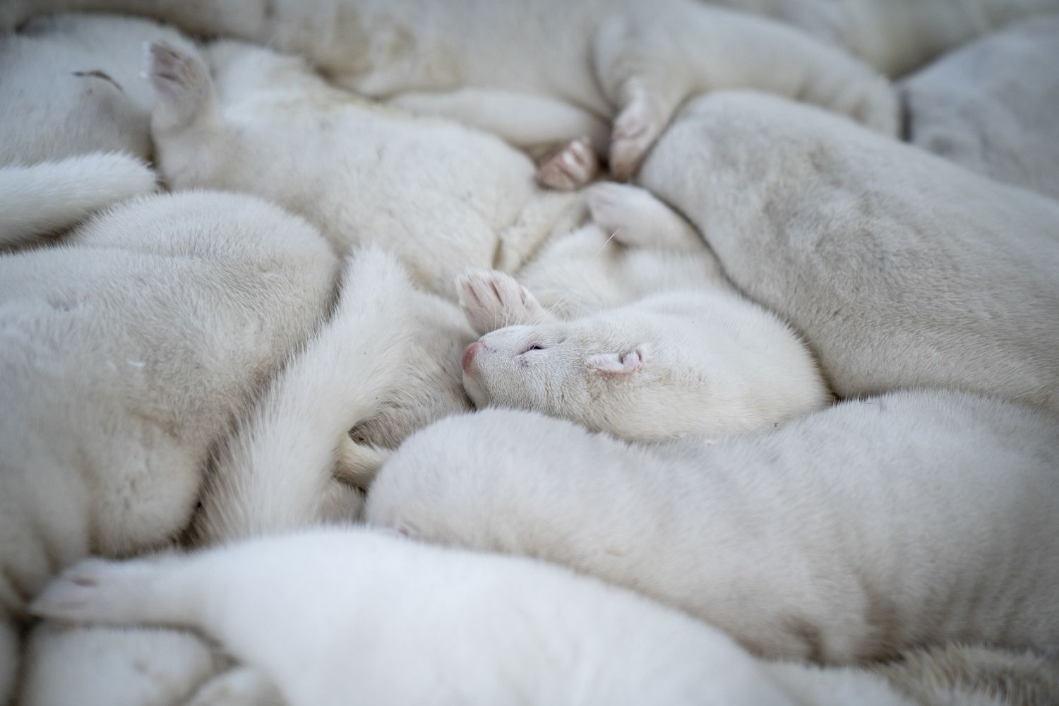 I visoni uccisi in Danimarca