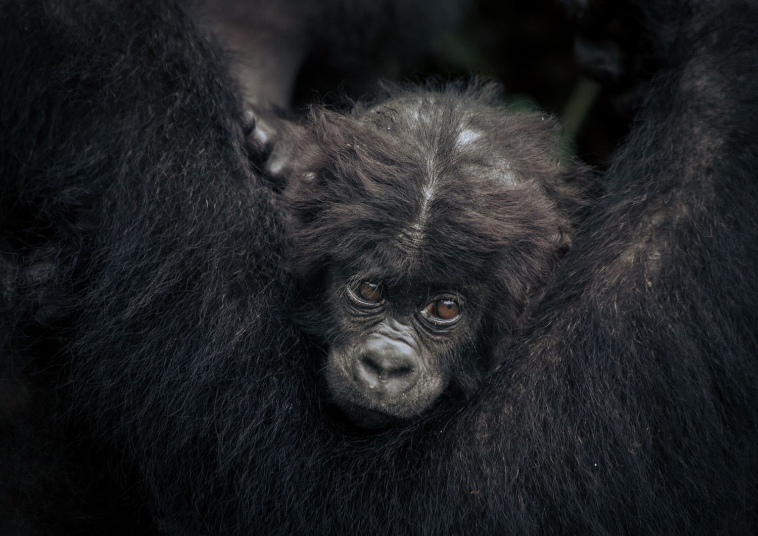 baby gorilla