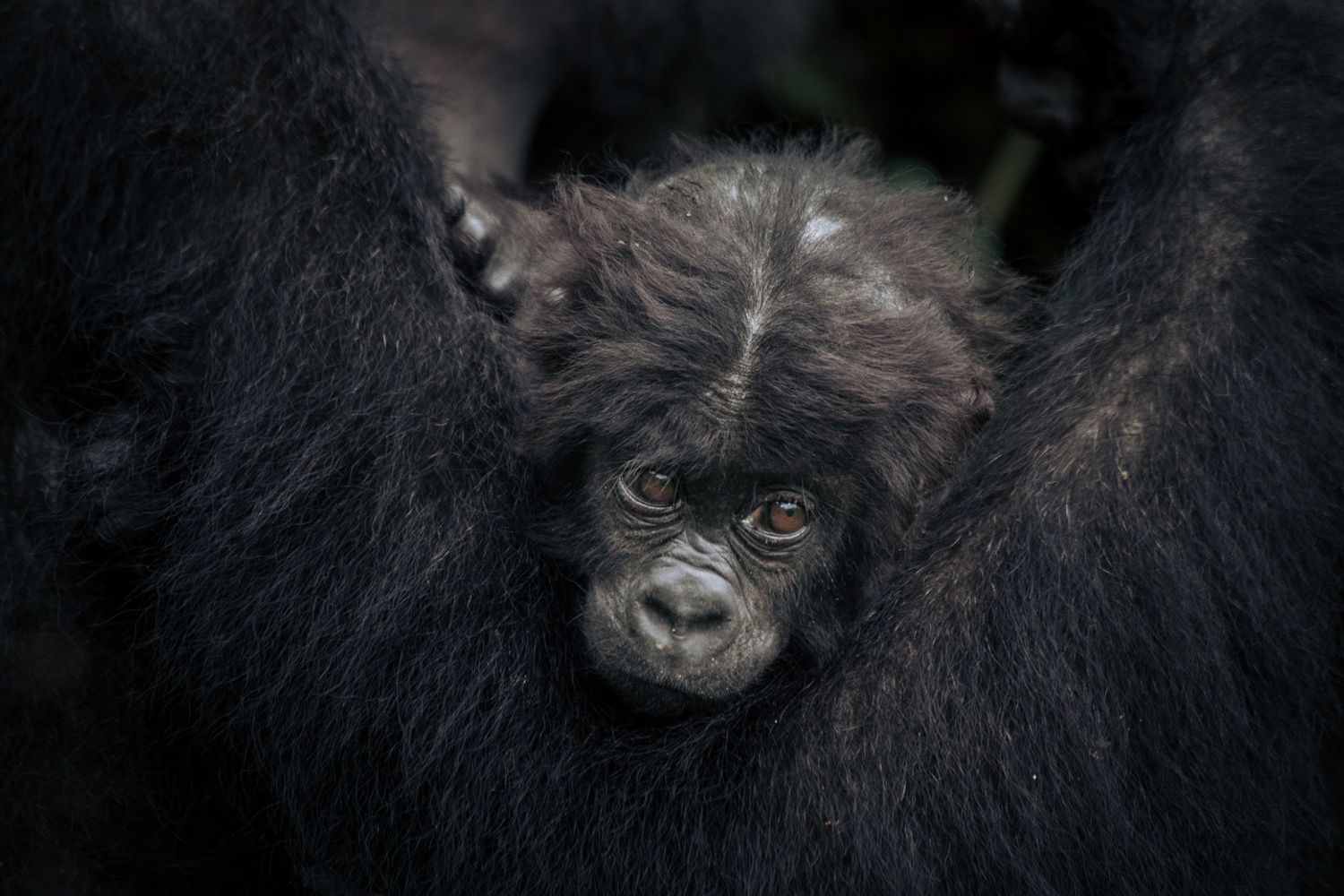 baby gorilla
