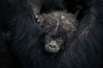 baby gorilla