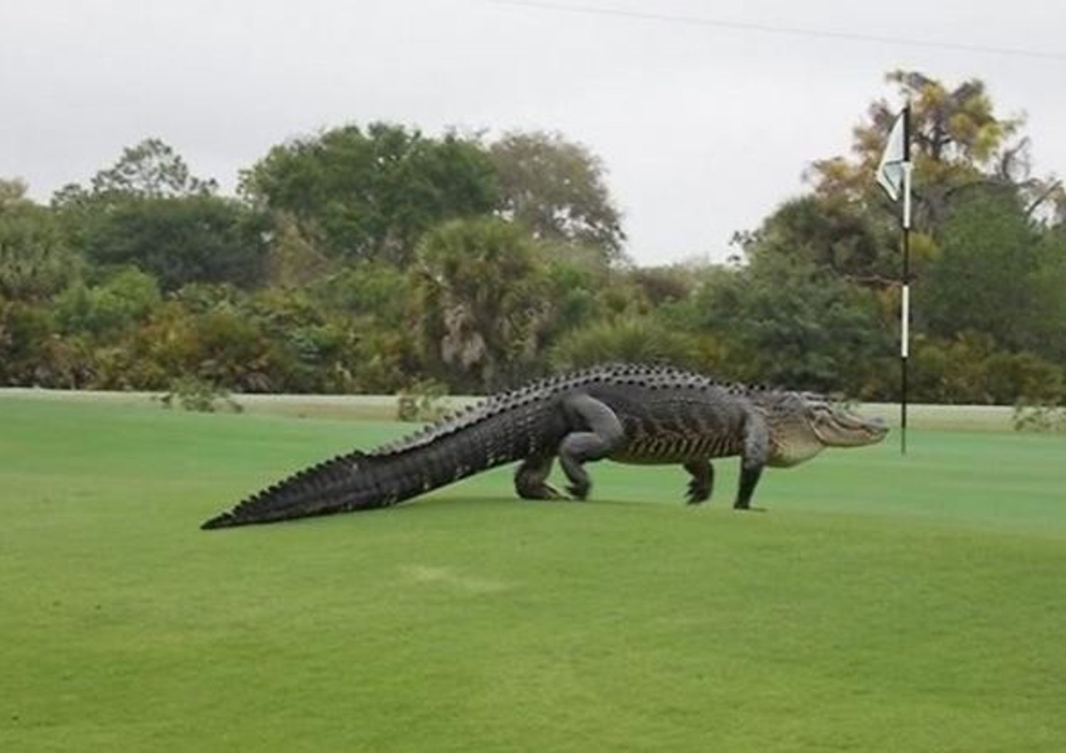 Coccodrillo sul campo di golf in Florida
