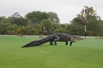 Coccodrillo sul campo di golf in Florida