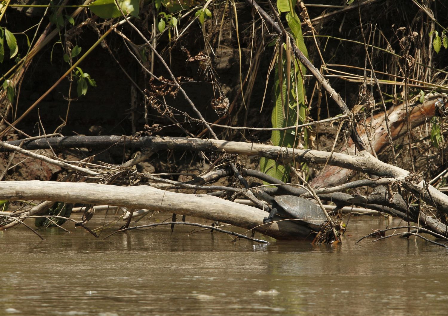 Tartarughe charapa nella Amazzonia ecuadoregna