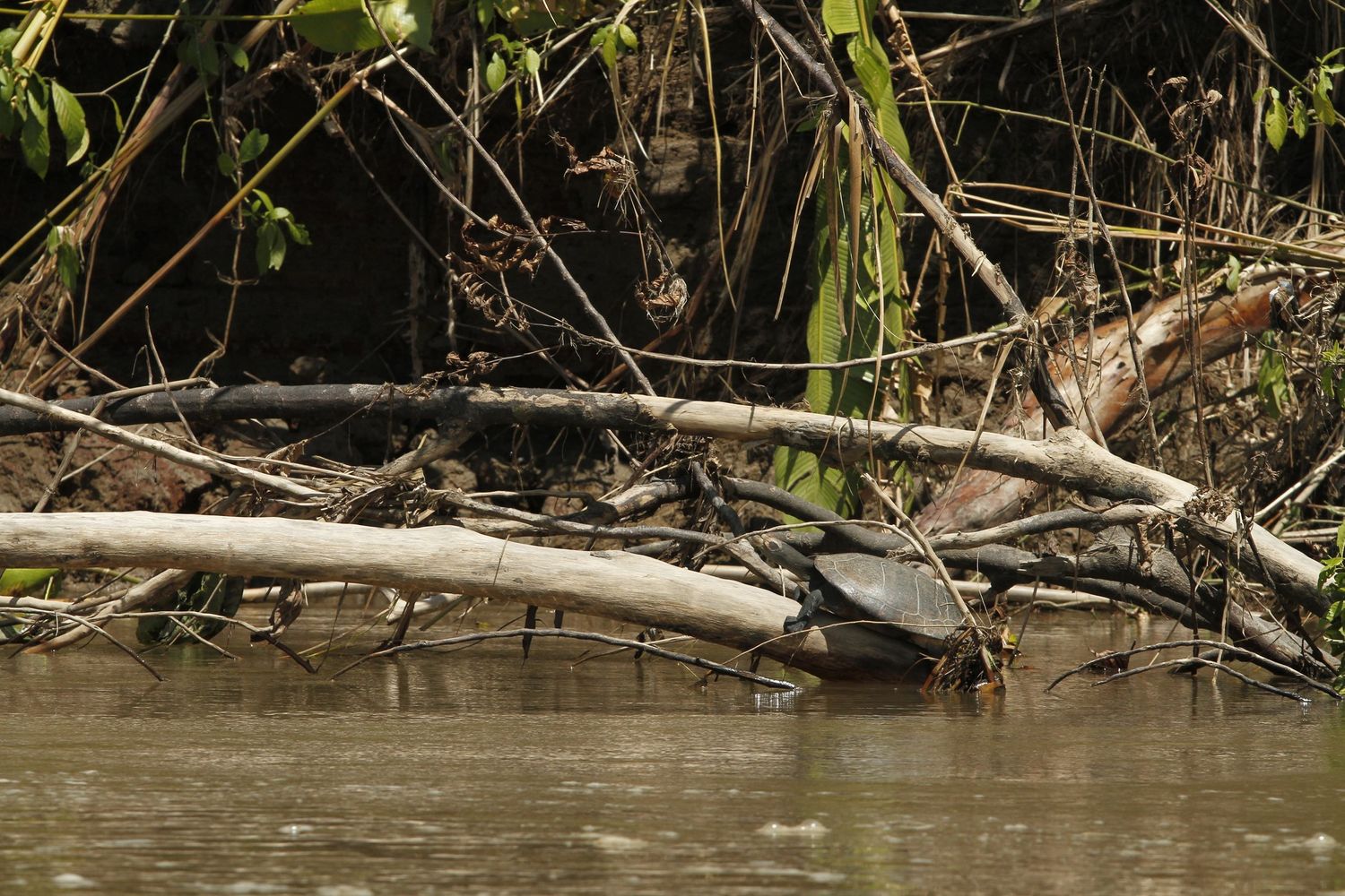 Tartarughe charapa nella Amazzonia ecuadoregna