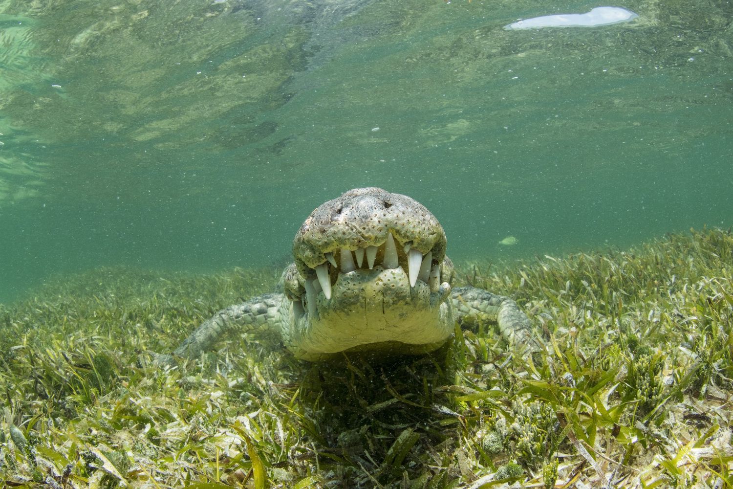 &nbsp;Coccorillo, Messico. Immagine d'archivio