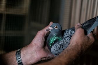 Un piccione da allevamento, immagine d'archivio