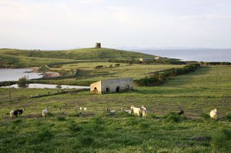 Capre sull'isola dell'Asinara, in Sardegna