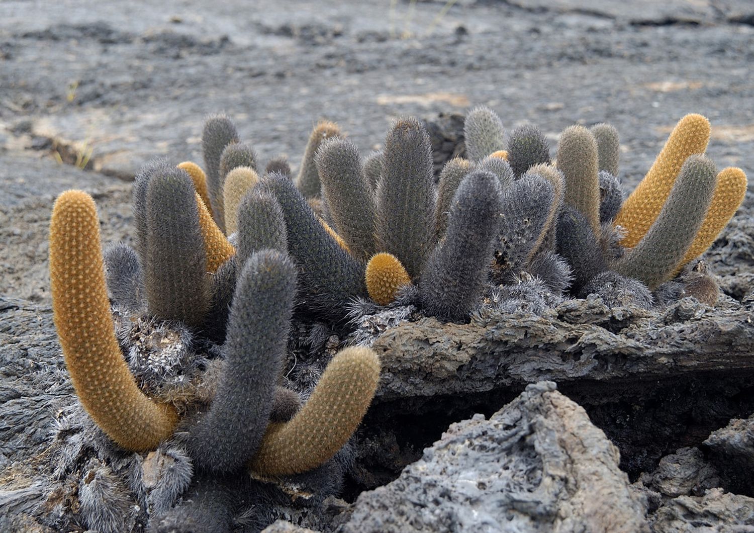 Cactus della specie&nbsp;Brachycereus nesioticus