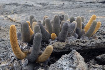 Cactus della specie&nbsp;Brachycereus nesioticus