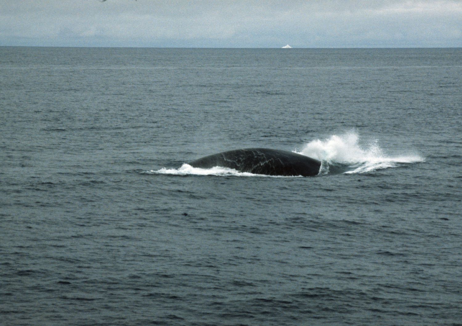 Una balenottera azzurra