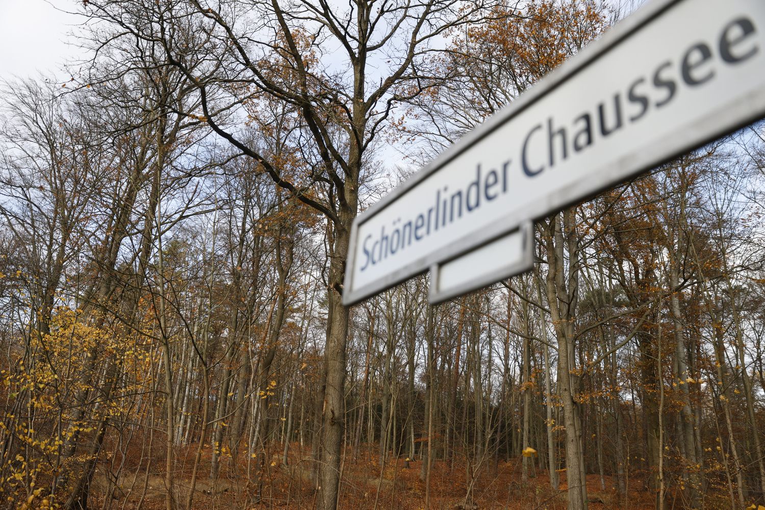 La foresta in cui sono state rinvenute le ossa