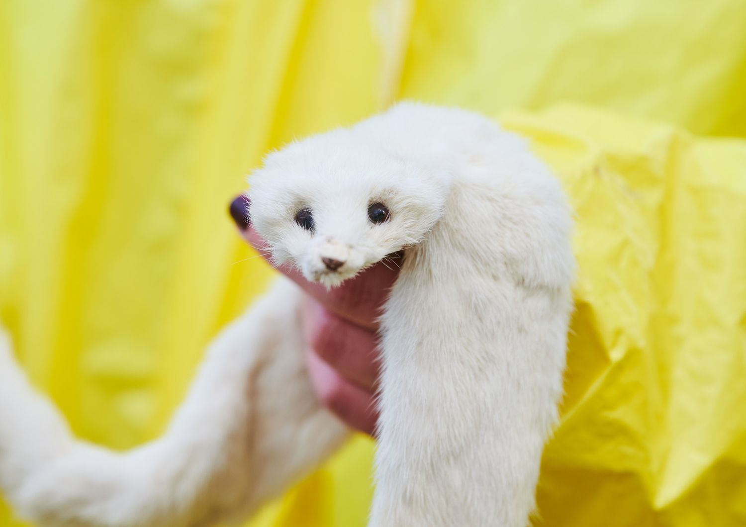 Un attivista animalista tiene in mano una pelliccia di visone