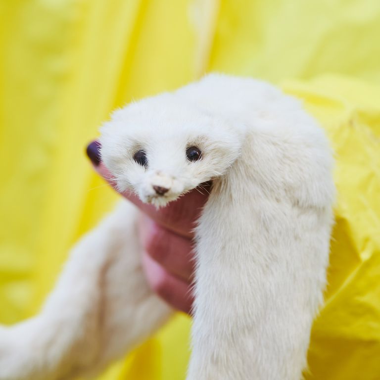 Un attivista animalista tiene in mano una pelliccia di visone