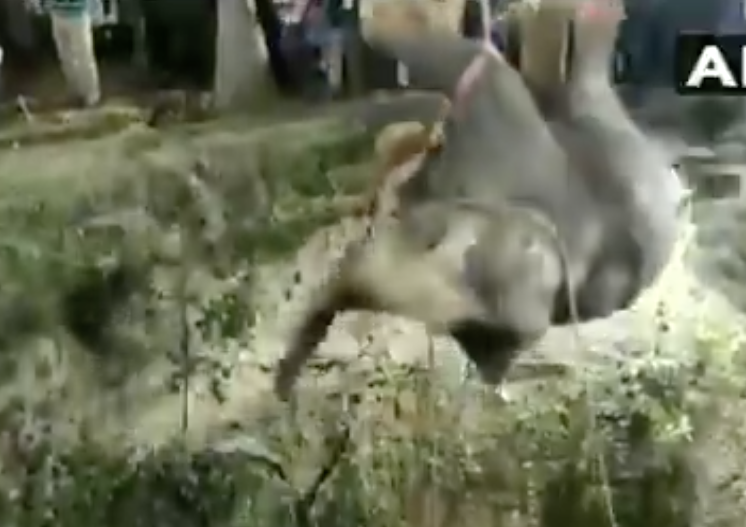 elefante cade in un pozzo soccorso dopo 14 ore