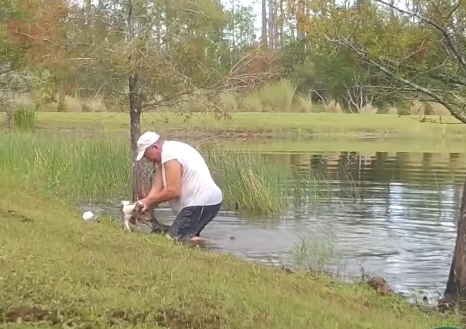 usa pensionato salva cane alligatore video