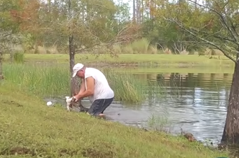 usa pensionato salva cane alligatore video