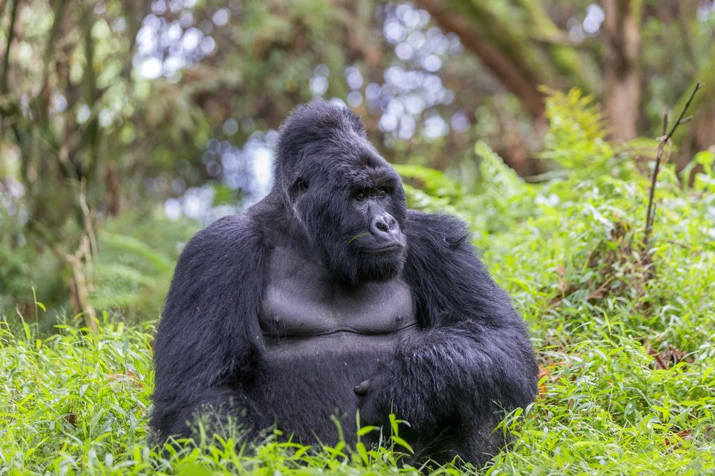 Un gorilla nel parco nazionale di Mgahinga, in Uganda