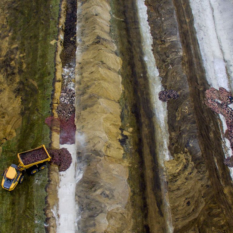 Danimarca: i visoni morti gettati in grandi fosse nello Jutland