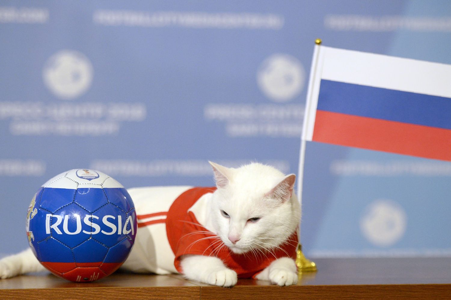 Achille, uno dei gatti dell'Ermitage