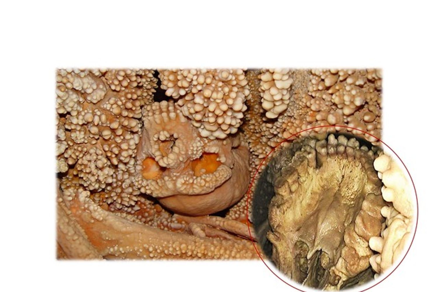 L'Uomo di Altamura nella grotta di Lamalunga con dettaglio dei denti