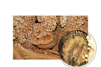 L'Uomo di Altamura nella grotta di Lamalunga con dettaglio dei denti