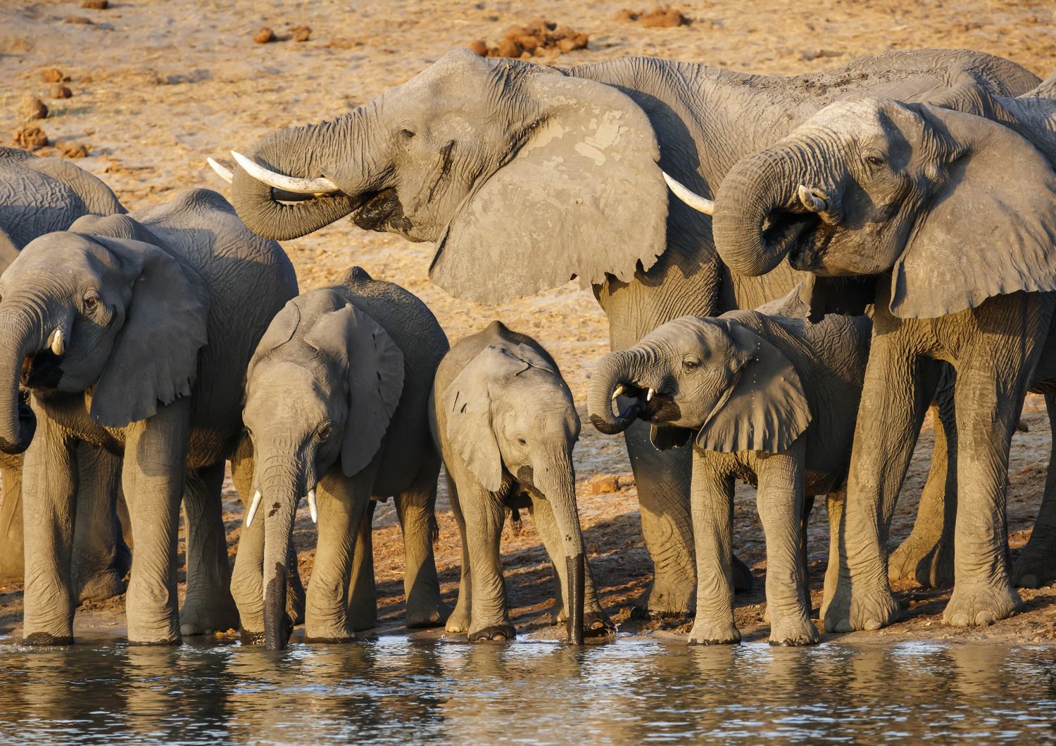 Namibia devastata dalla siccit&agrave;&nbsp;mette all&#39;asta&nbsp;170 elefanti