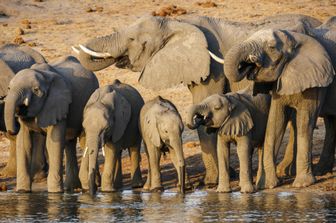 Namibia devastata dalla siccit&agrave;&nbsp;mette all&#39;asta&nbsp;170 elefanti