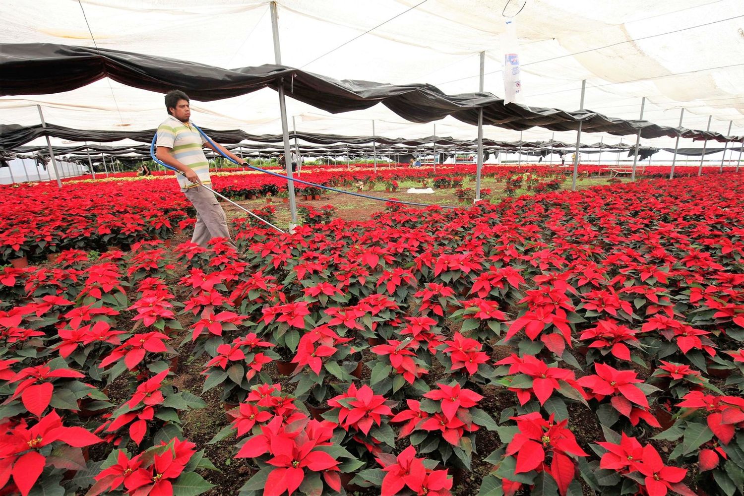 Una serra di stelle di Natale