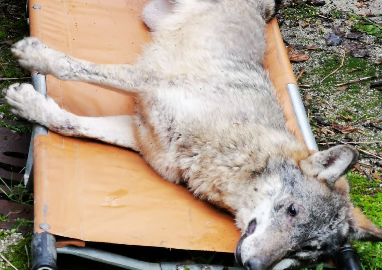 &nbsp;Il lupo catturato a Potenza