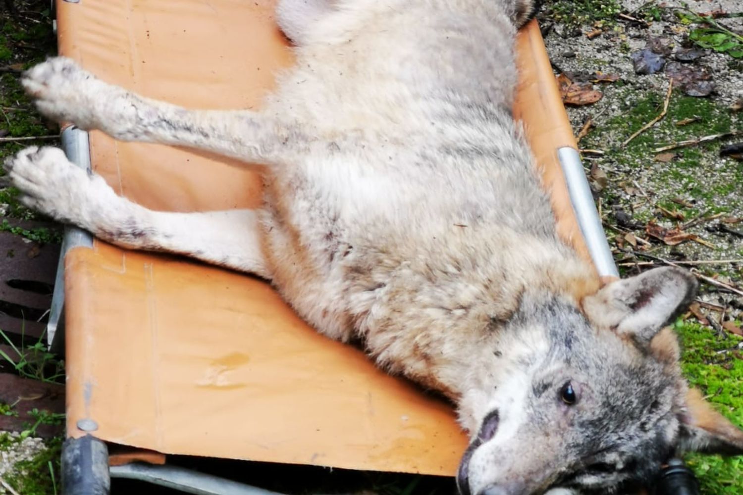 &nbsp;Il lupo catturato a Potenza