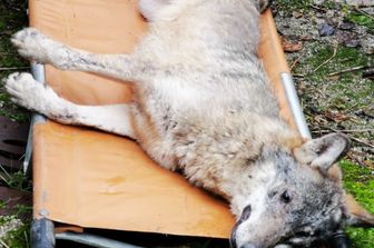 &nbsp;Il lupo catturato a Potenza