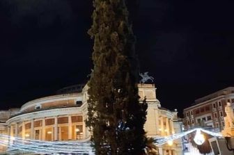 Il 'cipresso di Natale' comparso a Palermo e sparito in una notte dopo le proteste social