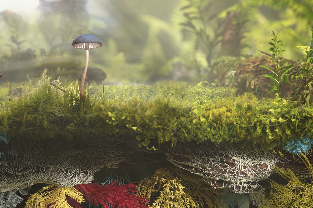 I funghi possono essere usati per produrre sostituti della pelle animale