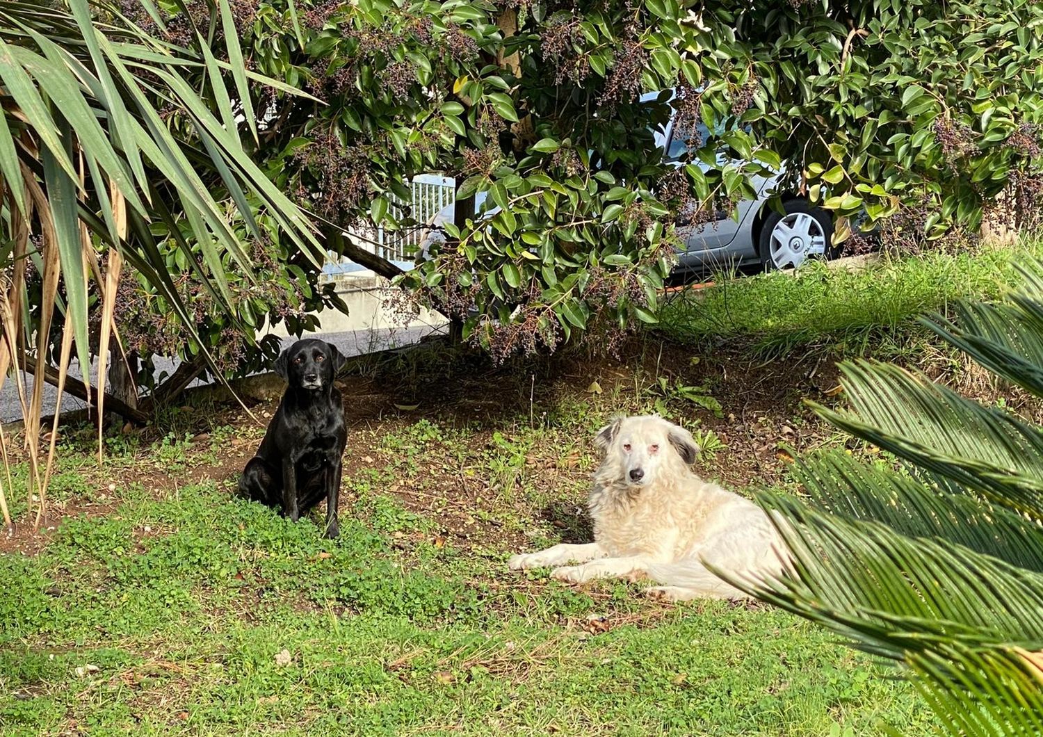 &nbsp;Nina e Nerino, cani di quartiere a Giffoni Sei Casali