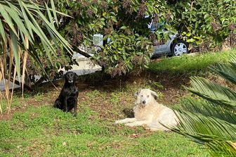 &nbsp;Nina e Nerino, cani di quartiere a Giffoni Sei Casali