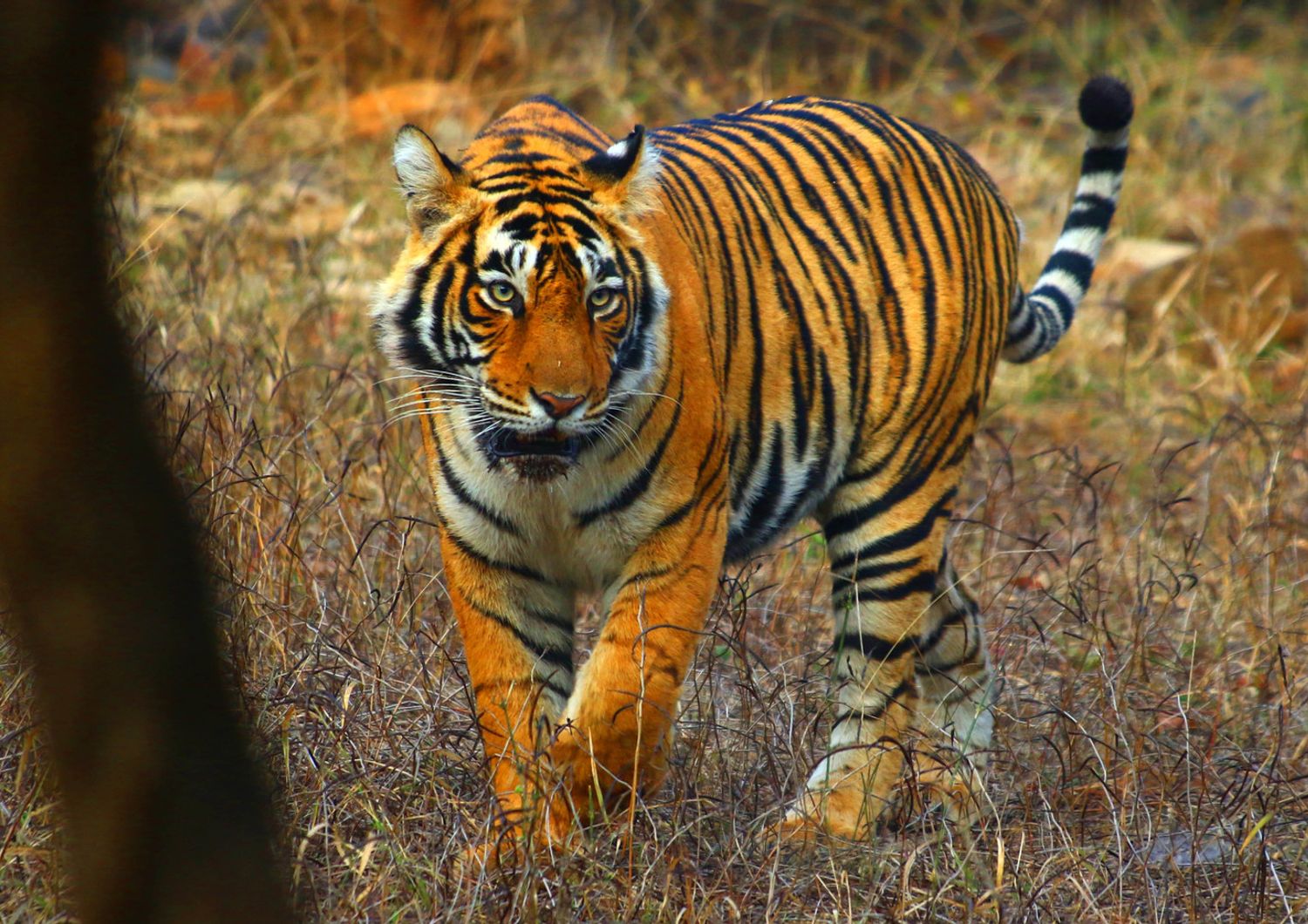 India: una tigre nel parco nazionale di Ranthambore, nel Rajastan