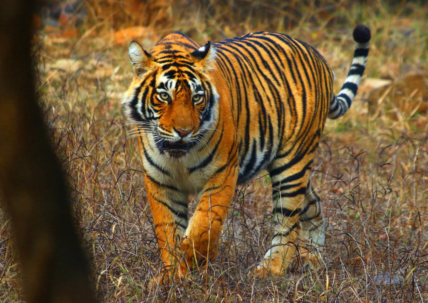 India: una tigre nel parco nazionale di Ranthambore, nel Rajastan