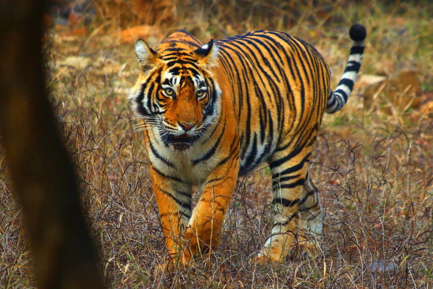 India: una tigre nel parco nazionale di Ranthambore, nel Rajastan