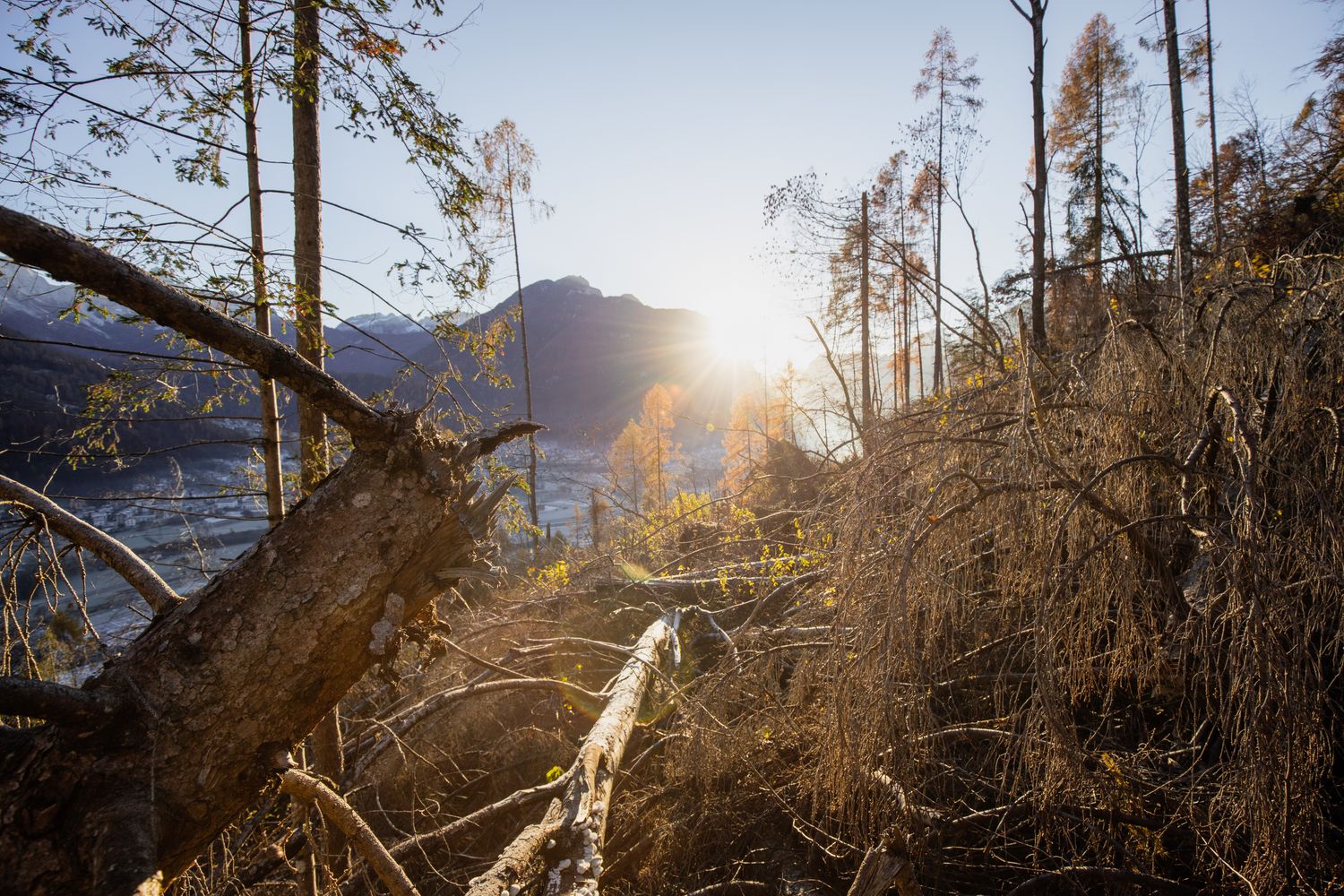 &nbsp;Uno scorcio del bosco distrutto dalla tempesta Veia